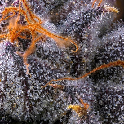 Image 10 for Lipsmackerz [3.5g], a hybrid product