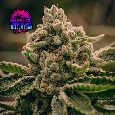 Shop 1911 | FLUENT - Cape Coral Dispensary Cape Coral, FL