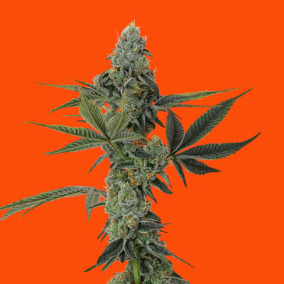 ⑦Frankie Wilmott / Sensemilla Sinsemilla - Featured Strains