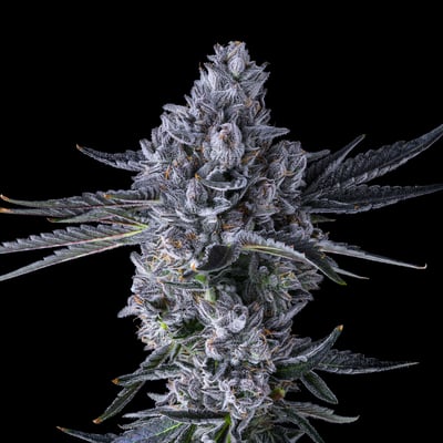 Image 6 for Chroma Pre-Roll 5-Pack [2.5g], a indica product