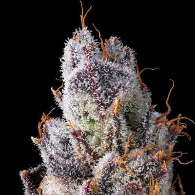 Image 8 for Pineapple Biscotti Gold Blend, a sativa product Image 8 for Pineapple Biscotti Gold Blend, a sativa product