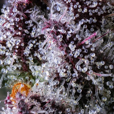 Image 9 for 98K All-In-One Gold Blend [1000mg], a indica product