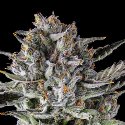 Image 8 for BluZangria Goldies Infused Pre-Rolls 5-Pack [3g], a sativa product