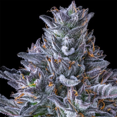 Image 6 for Chroma All-In-One Gold Blend [1000mg], a indica product