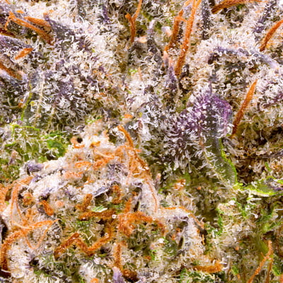 Image 6 for Pre-98 Bubba Kush, a indica product Image 6 for Pre-98 Bubba Kush, a indica product