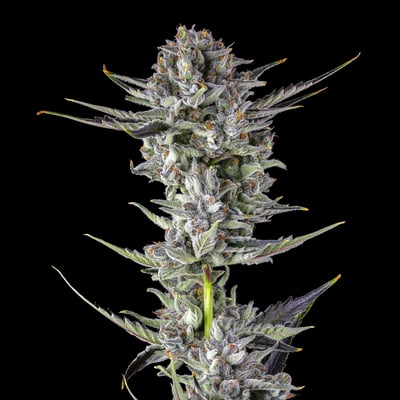 Image 6 for BluZangria Pre-Roll [1g], a sativa product
