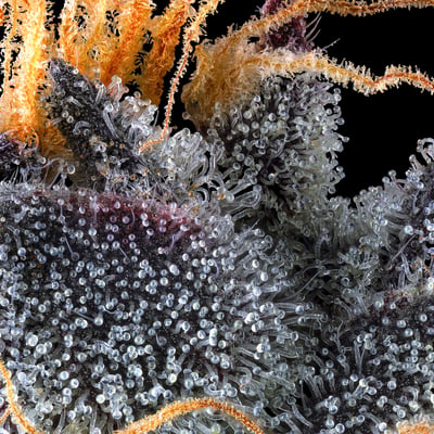 Image 10 for French Lotus [3.5g], a hybrid product