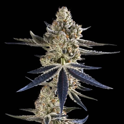 Image 6 for French Diamonds – Maven Mini Halos Rosin Infused Pre-Rolls 5-Pack [3g], a hybrid product