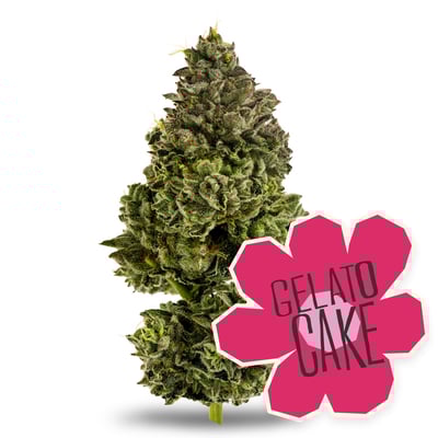 Image 1 for Gelato Cake, a hybrid product