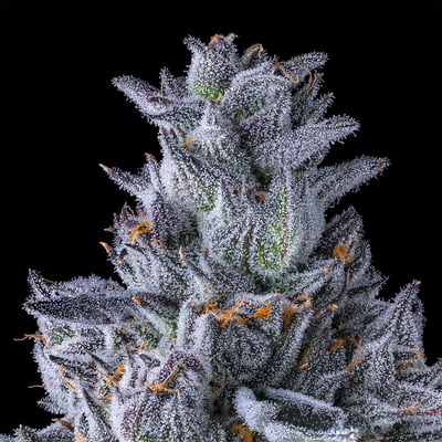 Image 8 for Chroma All-In-One Gold Blend [1000mg], a indica product