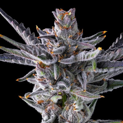 Image 9 for ZuZu Berry Maven Minis [14g], a sativa product