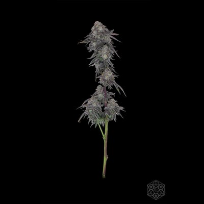 Image 5 for MAC 31, a sativa product Image 5 for MAC 31, a sativa product
