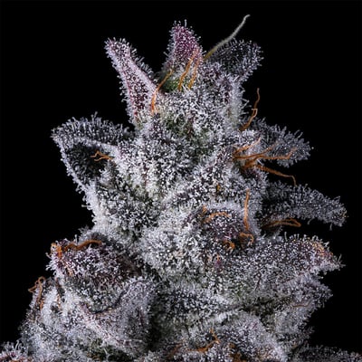 Image 12 for Black Lotus Gold Blend, a indica product Image 12 for Black Lotus Gold Blend, a indica product