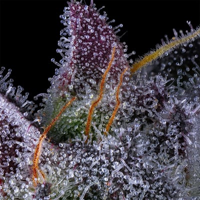 Image 8 for Black Lotus All-In-One Gold Blend [1000mg], a indica product