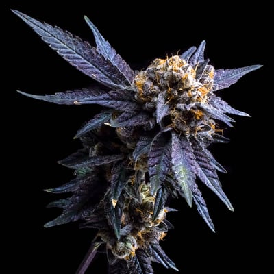 genuine tobacco columbia pa Genuine Tobacco Company (@genuinetobaccoco) · Columbia, PA genuine tobacco columbia pa Genuine Tobacco Company (@genuinetobaccoco) · Columbia, PA