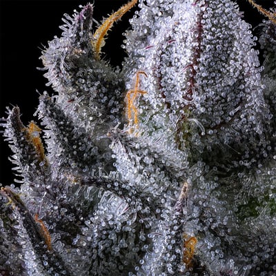 Image 9 for Chroma All-In-One Gold Blend [1000mg], a indica product