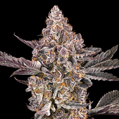 Image 9 for Orange Sapphire Gold Blend, a sativa product Image 9 for Orange Sapphire Gold Blend, a sativa product