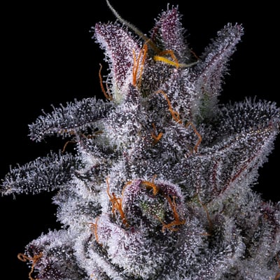Image 9 for Black Lotus Pre-Roll 5-Pack [2.5g], a indica product