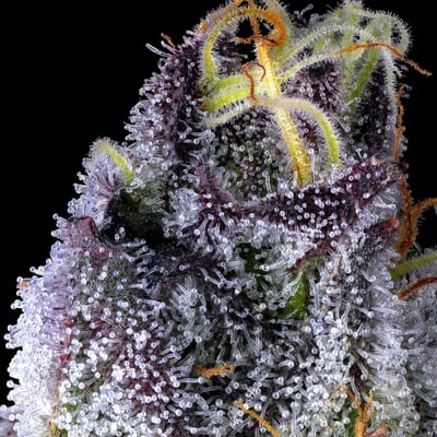 Image 5 for Chrome Dome Goldies Infused Pre-Roll Single  [1.2g], a sativa product