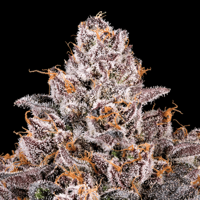 Image 7 for 98 Reserve Pre-Roll 5-Pack [2.5g], a indica product