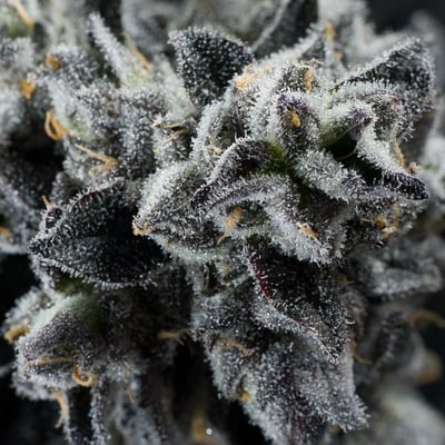 Image 7 for Umami Butter [3.5g], a indica product
