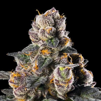 Image 7 for Ajo Blanco, a sativa product