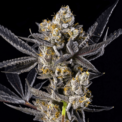 Image 6 for Blue Agapē Pre-Roll 5-Pack [2.5g], a indica product