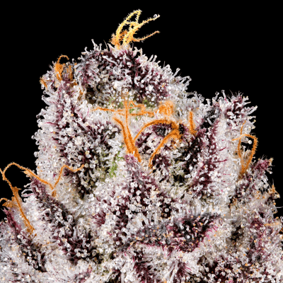 Image 8 for 98 Reserve Pre-Roll 5-Pack [2.5g], a indica product