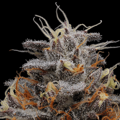 Image 5 for Emergency #9 [1000mg], a sativa product