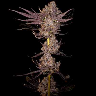 Shop Zuddz | GraniteLeaf Cannabis - Chichester Dispensary