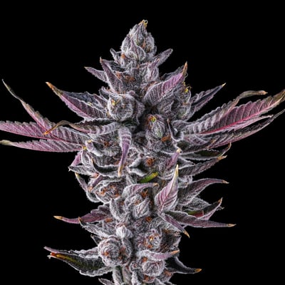 Image 10 for Chrome Dome Gold Blend, a sativa product