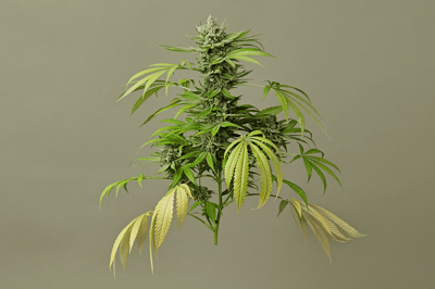 Lowell Herb Co brand page image