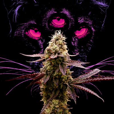 Image 5 for Animal Face, a indica product Image 5 for Animal Face, a indica product