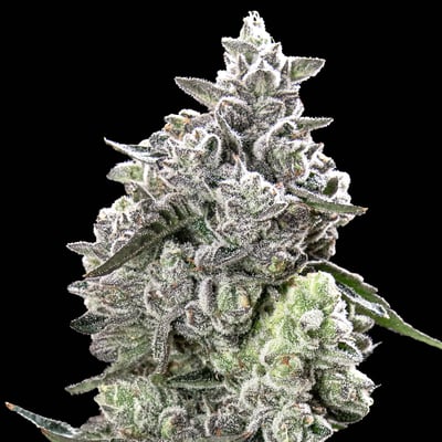 Image 8 for Black Diamond X Pre-Roll [1g], a indica product
