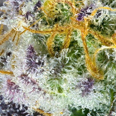 Image 7 for Kiwi Sorbet [3.5g], a hybrid product