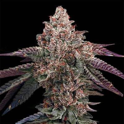 Image 9 for 98 Reserve Gold Blend, a indica product Image 9 for 98 Reserve Gold Blend, a indica product
