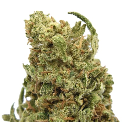 ★金魚草⑫〜⑳★ Shop Goldfinch | Dockside Cannabis - Green Lake Dispensary Seattle, WA