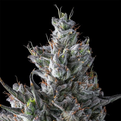Image 6 for La La Land Halos Mini Rosin Infused Pre-Rolls 5-Pack [3g], a sativa product