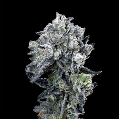 Image 5 for Umami Butter All-In-One Gold Blend [1000mg], a indica product