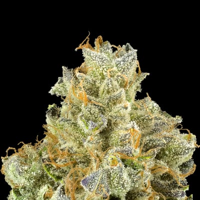 Lemoore Cannabis Dispensary | Buy Weed Online Now | NHC