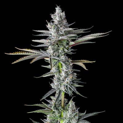 Image 6 for Pineapple Biscotti Gold Blend, a sativa product Image 6 for Pineapple Biscotti Gold Blend, a sativa product