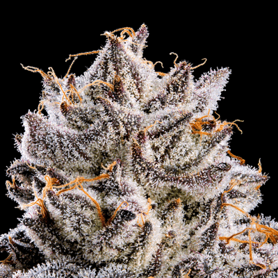 Shangri-La [3.5g] | Maven | Flower 