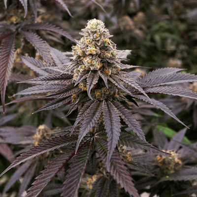 Image 3 for Green T, a hybrid product