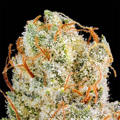 Image 6 for SFV OG All-In-One Gold Blend [1000mg], a hybrid product