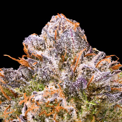 Image 5 for Pre-98 Bubba Kush, a indica product Image 5 for Pre-98 Bubba Kush, a indica product