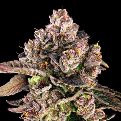 Image 9 for Prizmatic Mini Halos Infused Pre-Rolls 5-Pack [3g], a indica product