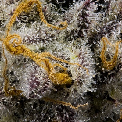 Image 9 for Blue Agapē Pre-Roll 5-Pack [2.5g], a indica product