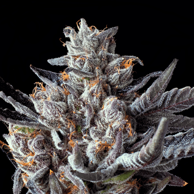 Image 7 for Lipsmackerz [3.5g], a hybrid product