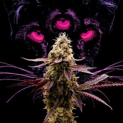 Image 5 for Animal Face, a indica product Image 5 for Animal Face, a indica product