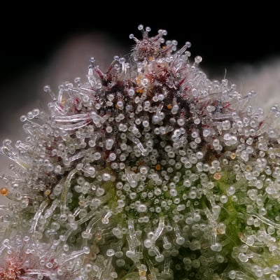 Image 5 for M.A.C. [1g], a indica product
